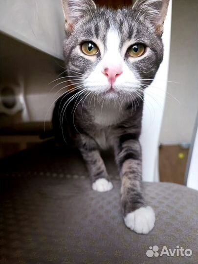 Великолепный нос