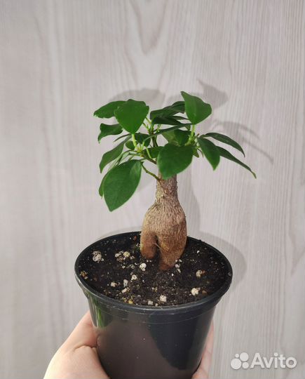 Комнатные растения 85