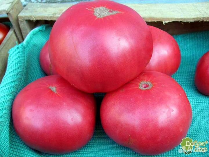 Семена томата,Вкус детства родом из СССР