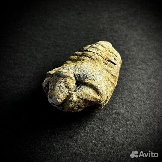 Трилобит окаменелость ископаемое