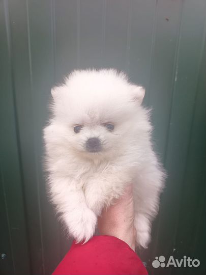 Померанский шпиц мини