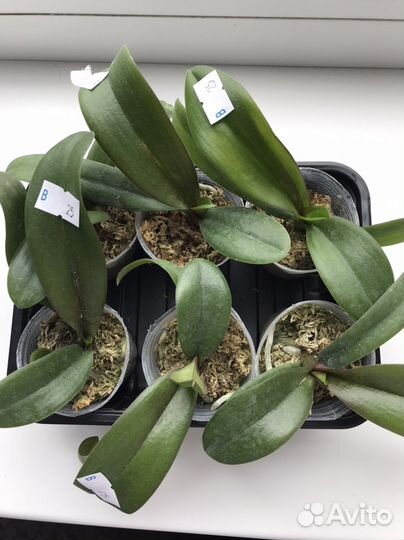 Орхидея Asc. Irene Dobkin