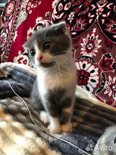 Красивые девочки ищут дом