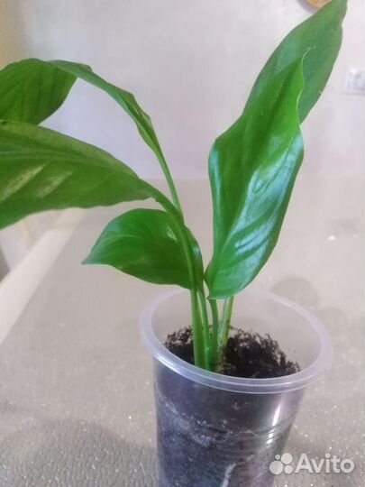 Спатифиллум