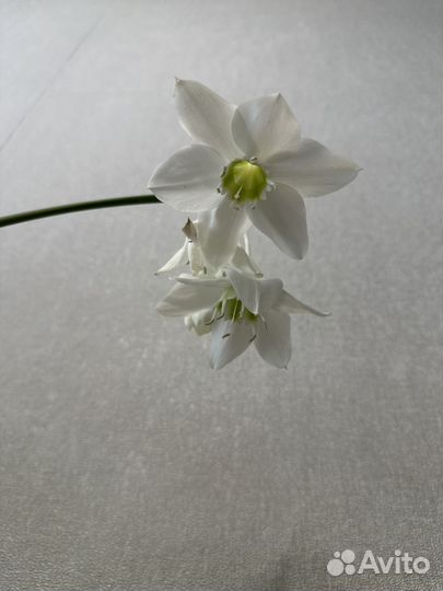 Эухарис амазонская лилия