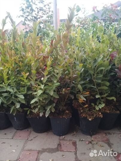 Саженцы голубики