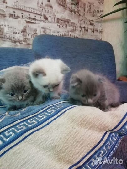 Котята в добрые руки бесплатно