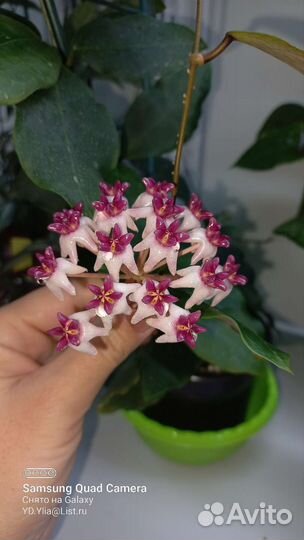 Хойя Виллоза,Патриция, Приктай