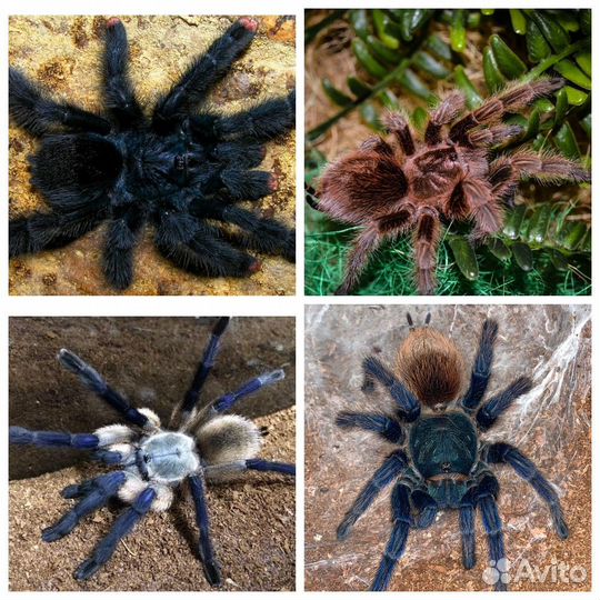 Пауки птицееды