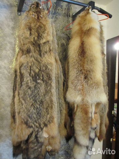 Шкуры койота