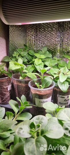 Укоренённые черенки петунии