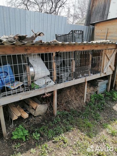 Крольчатник