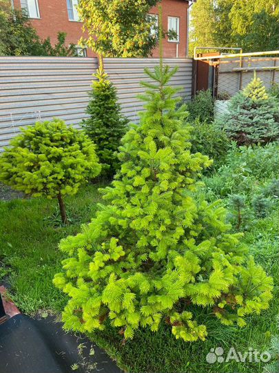 Пихта Кедр Ели Туи Качество VIP