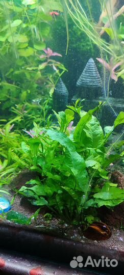 Аквариумные растения прополка