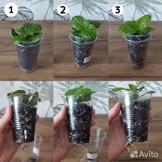 Барлерия голубая (филиппинская фиалка)