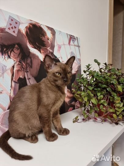 Бурманская кошечка