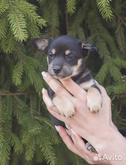 Ксолоитцкуинтли