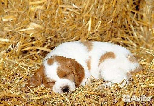 Сено на подстилку для собак