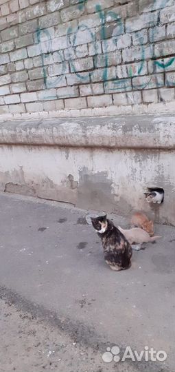 Котята