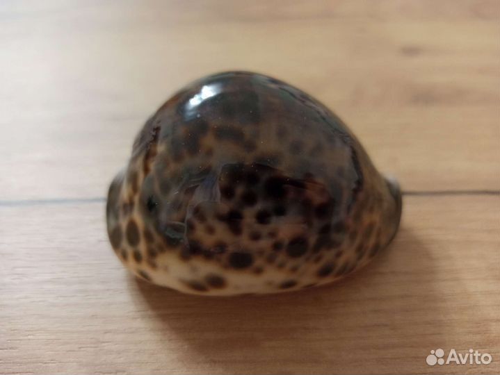 Морская раковина