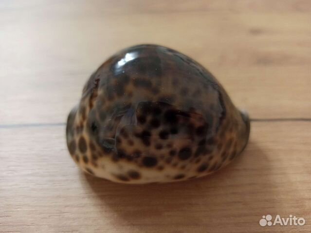 Морская раковина