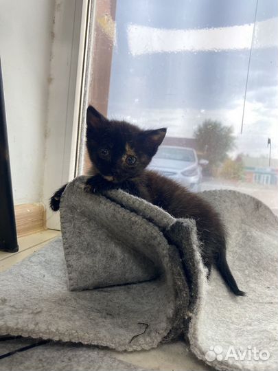 Отдам в добрые руки