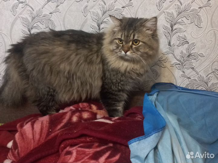 Кот для вязки