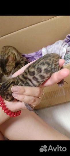 Бенгальские котята