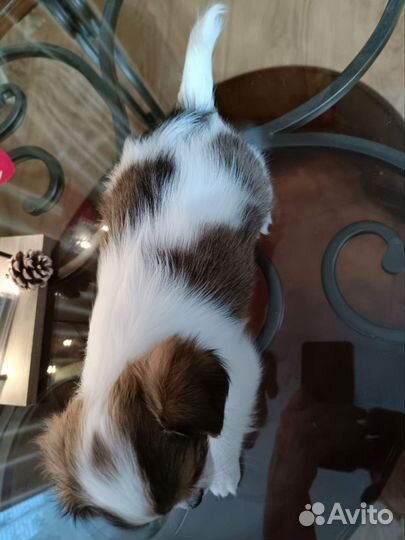 Щенок чихуахуа метрика скор, клеймо,чип