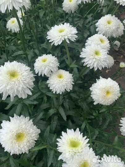 Садовые многолетники