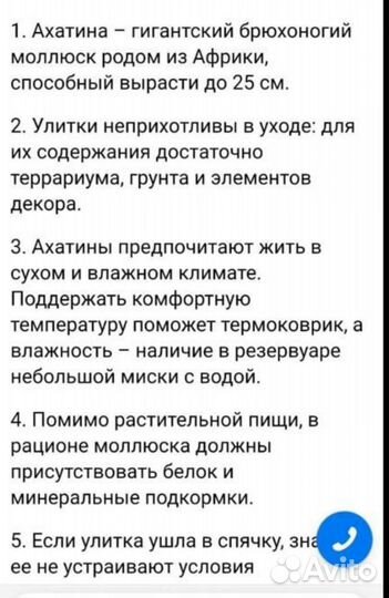 Улитки ахатины