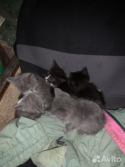 Котята в добрые руки
