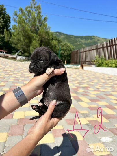 Американский питбультерьер