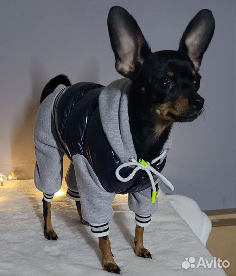 Одежда для собак