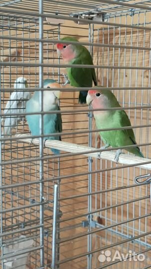 Попугай неразлучники с клеткой
