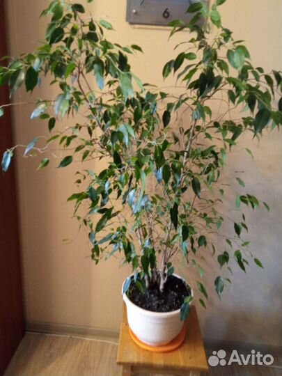 Комнатные растения