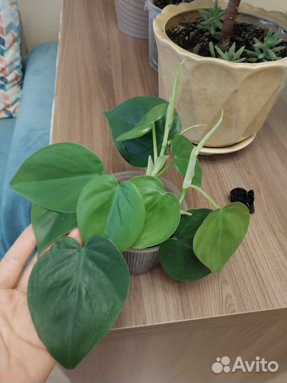 Сциндапсус