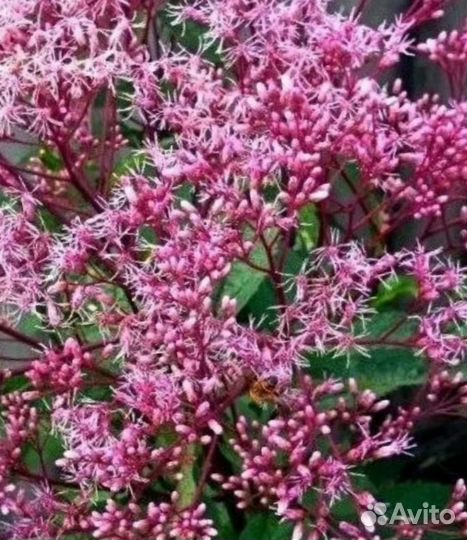 Многолетники для сада