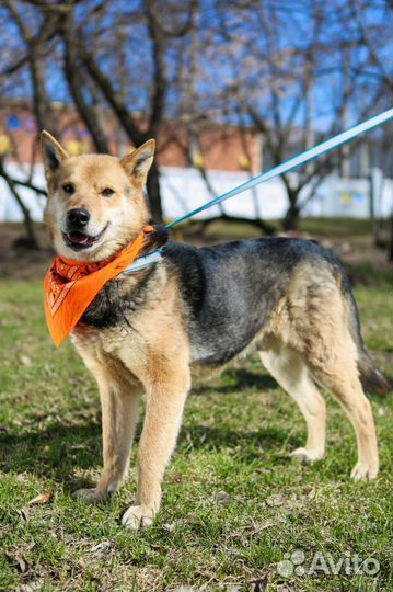 Хороший мальчик Феникс может стать лучшим другом