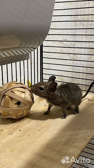 Дегу бельчата 2 мальчика, 2 девочки