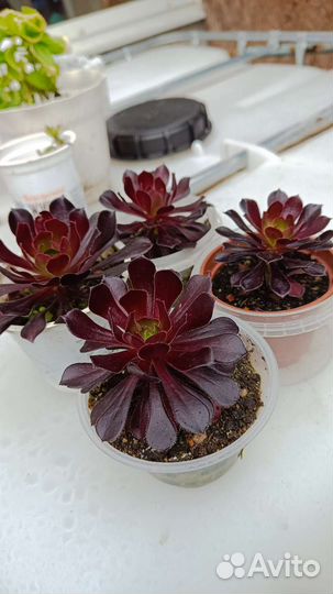 Эониум Шварцкопф