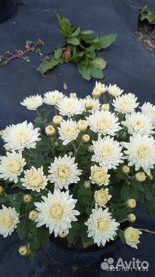 Оптом хризонтема