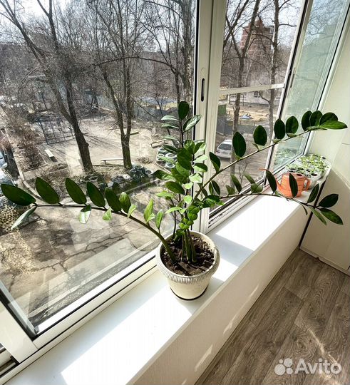 Замиокулькас