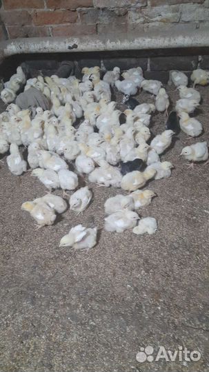 Цыплята бройлеры кобб 500