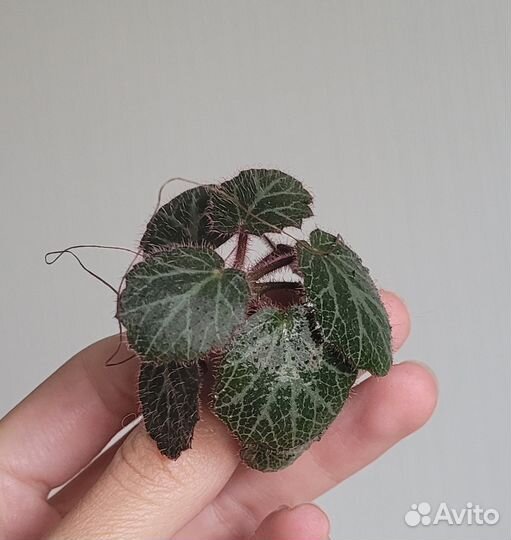 Каллизия, камнеломка, фикус