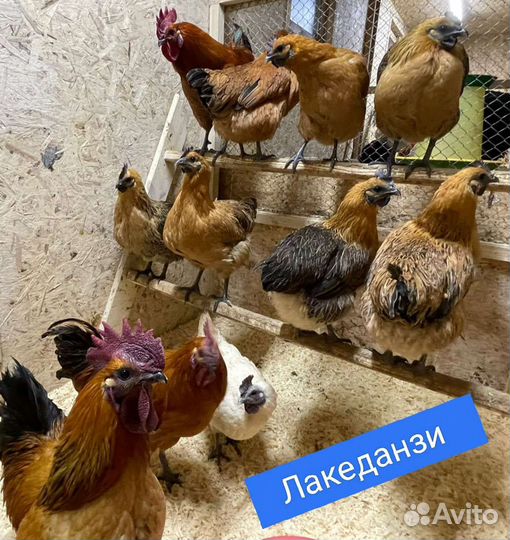 Инкубационное яйцо.Цыплята под заказ