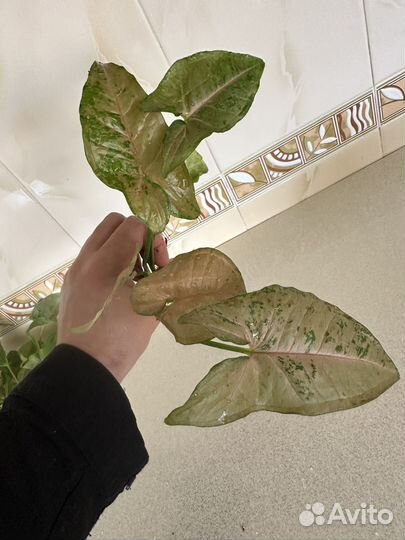 Сингониум милк конфетти и триколор