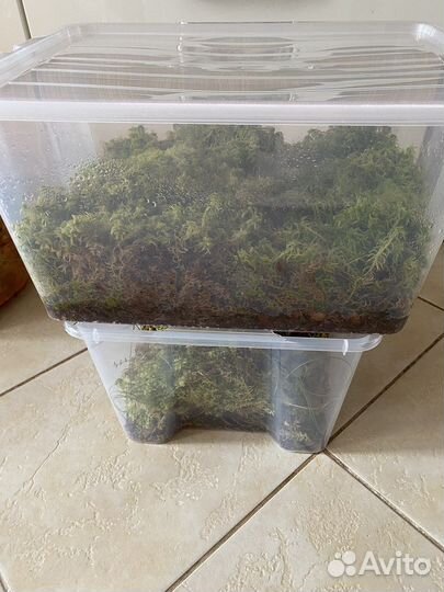 Мох сфагнум живой в 18 литровом контейнере