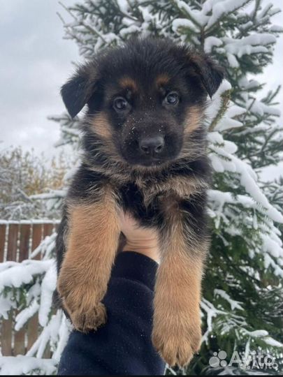 Немецкая овчарка