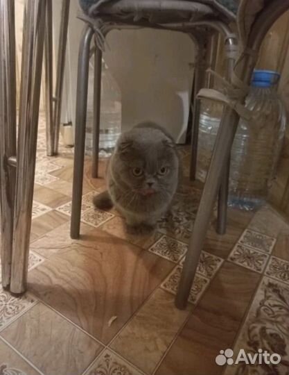Кошечка в добрые руки